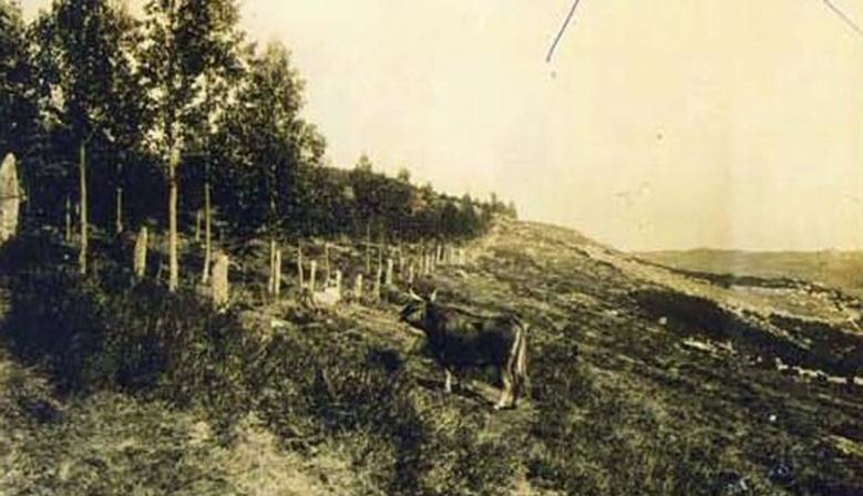 PRIMEIRAS REFORESTACIÓNS 1935